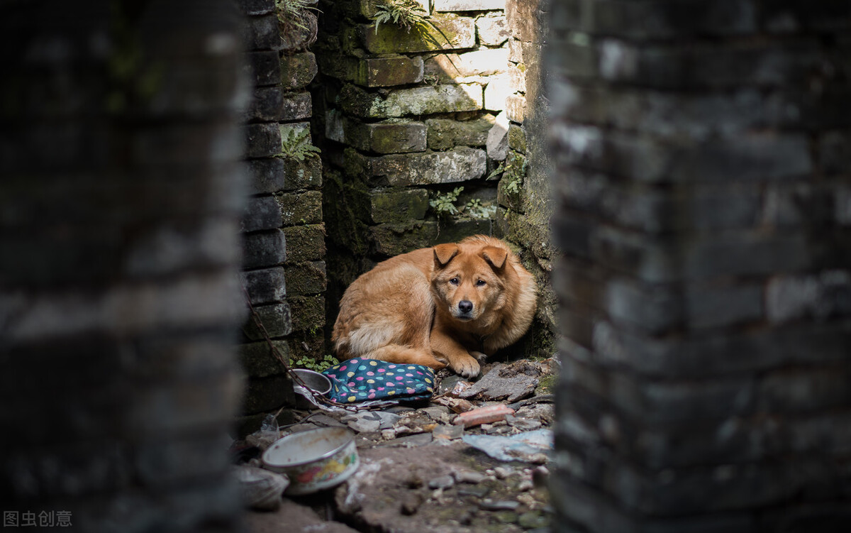旧犬喜我归,它的目光中,是情感的惊喜?也是生命的凝望