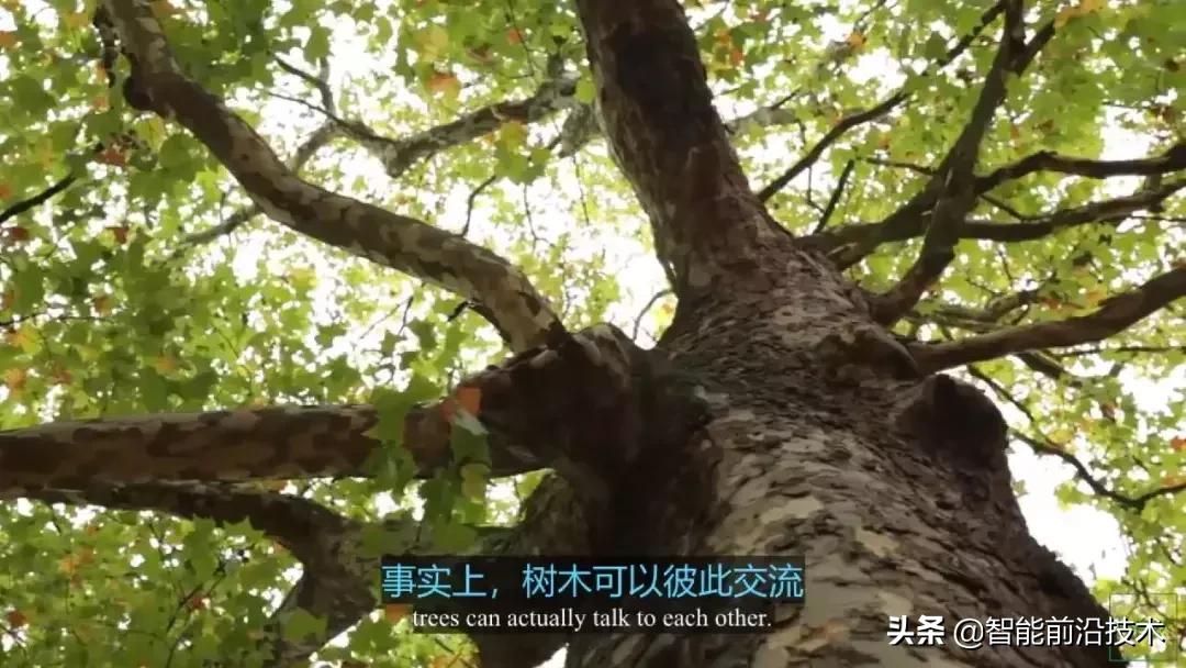 神奇“树联网”，地球本身是一个巨大的超生物体