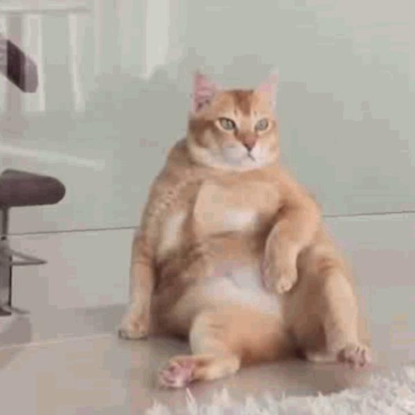 猫咪饲养管理现状,猫和老鼠猫咪现状