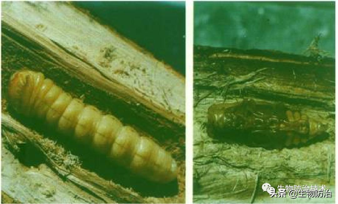 蛀干害虫是钻蛀害虫吗,果树枝干钻蛀害虫图片