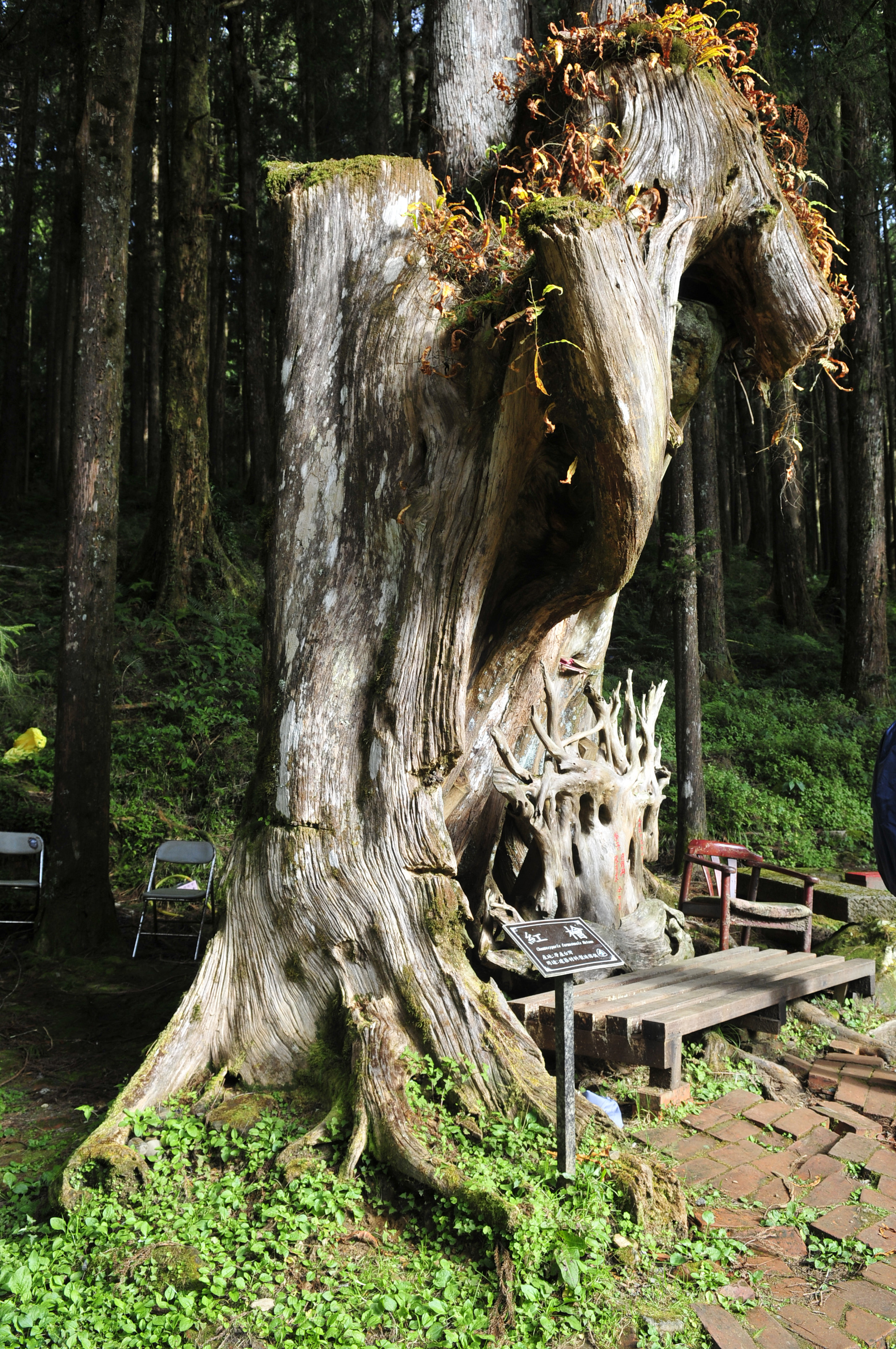 阿里山的故事传说,阿里山讲了一个什么故事