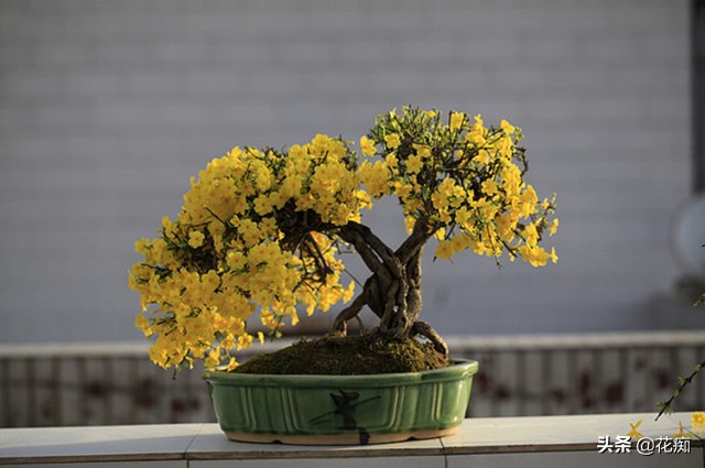 迎春花养殖的技巧,迎春花养殖的方法和注意事项