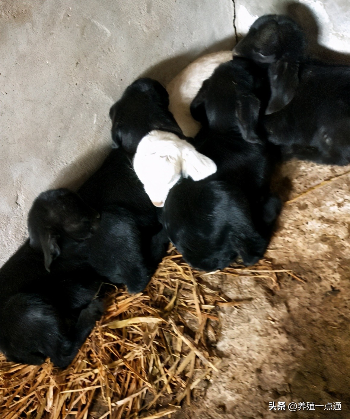 养羊创业代养模式,在农村养羊如何年入百万