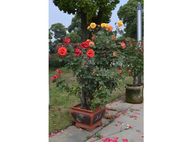 紫薇盆景好养吗耐寒吗,紫薇盆景有观赏性吗