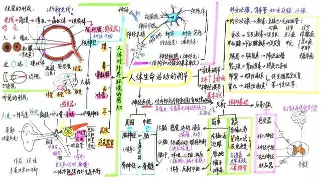 初中生物七年级下册知识点讲解,初一下册生物重点复习初中生学习