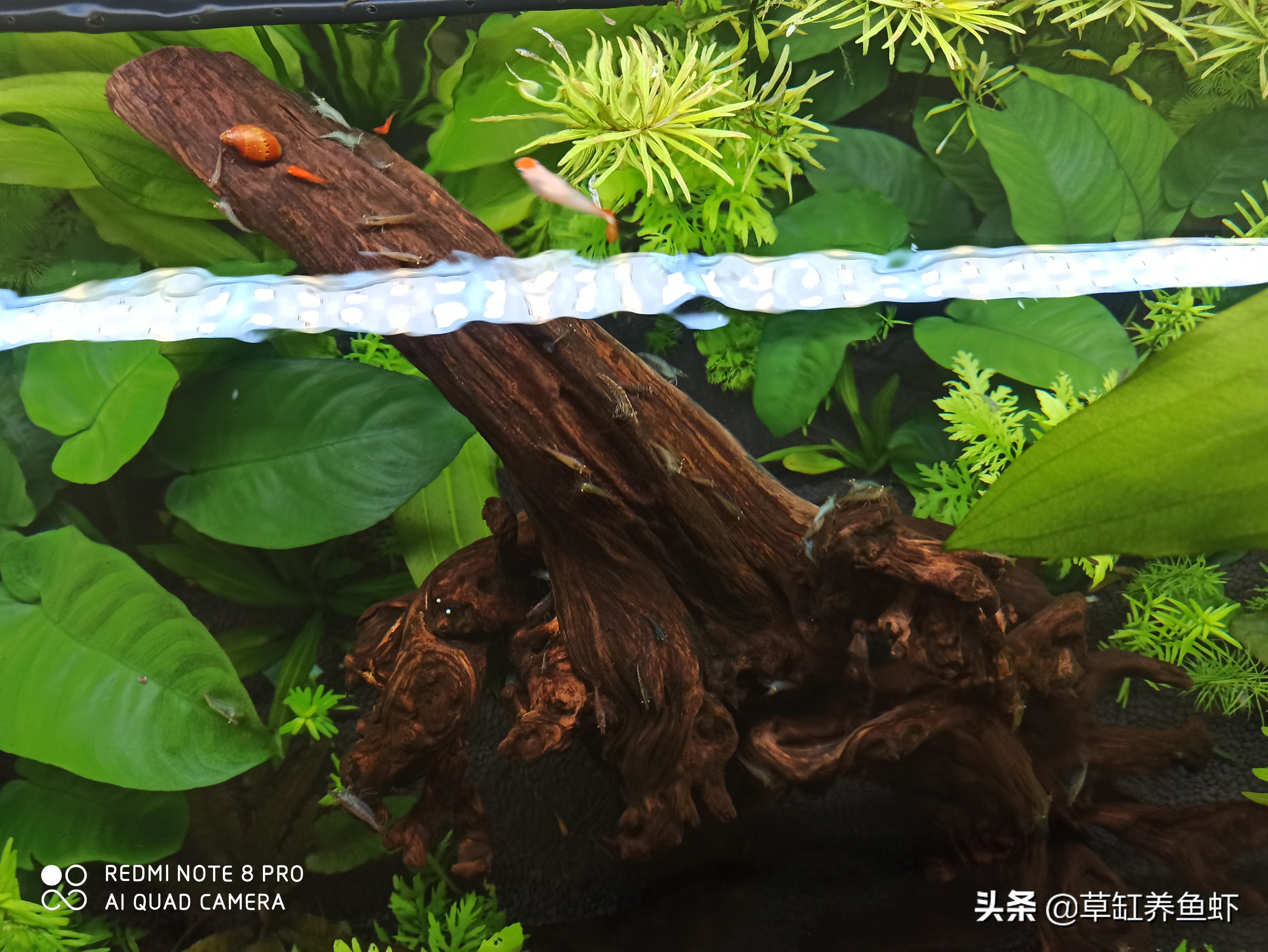 新手养鱼爱折腾,新手养鱼心理