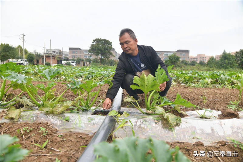 西咸空港新城都市农业规划,西咸新区泾河新城智慧农业