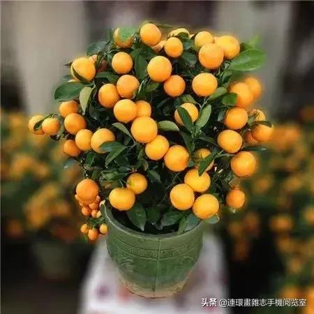 100种常见花卉植物图谱,100种花卉素描图谱
