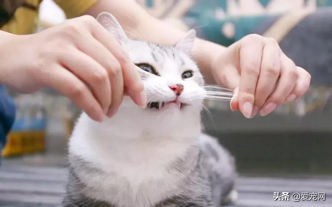 猫咪胡须有什么功效与作用,猫咪胡须的作用动画
