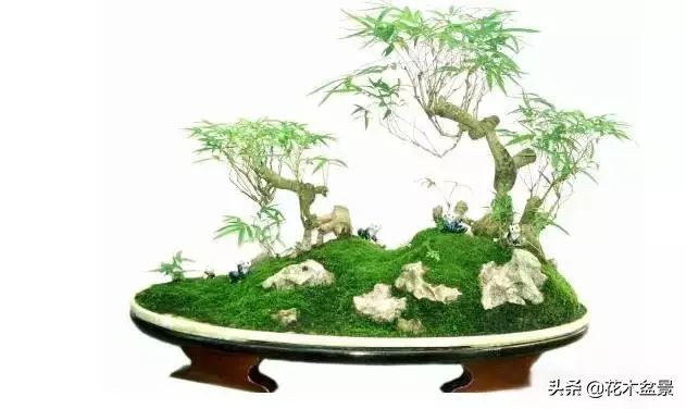 适合客厅养的盆景植物,茶桌上养什么盆景植物