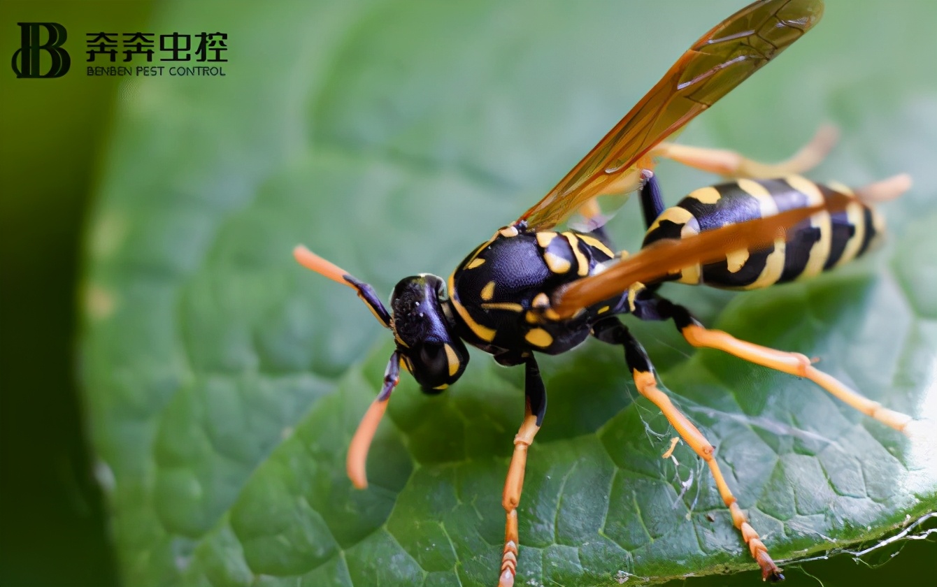 被马蜂蛰后该怎么处理,被马蜂蜇伤该怎么处理