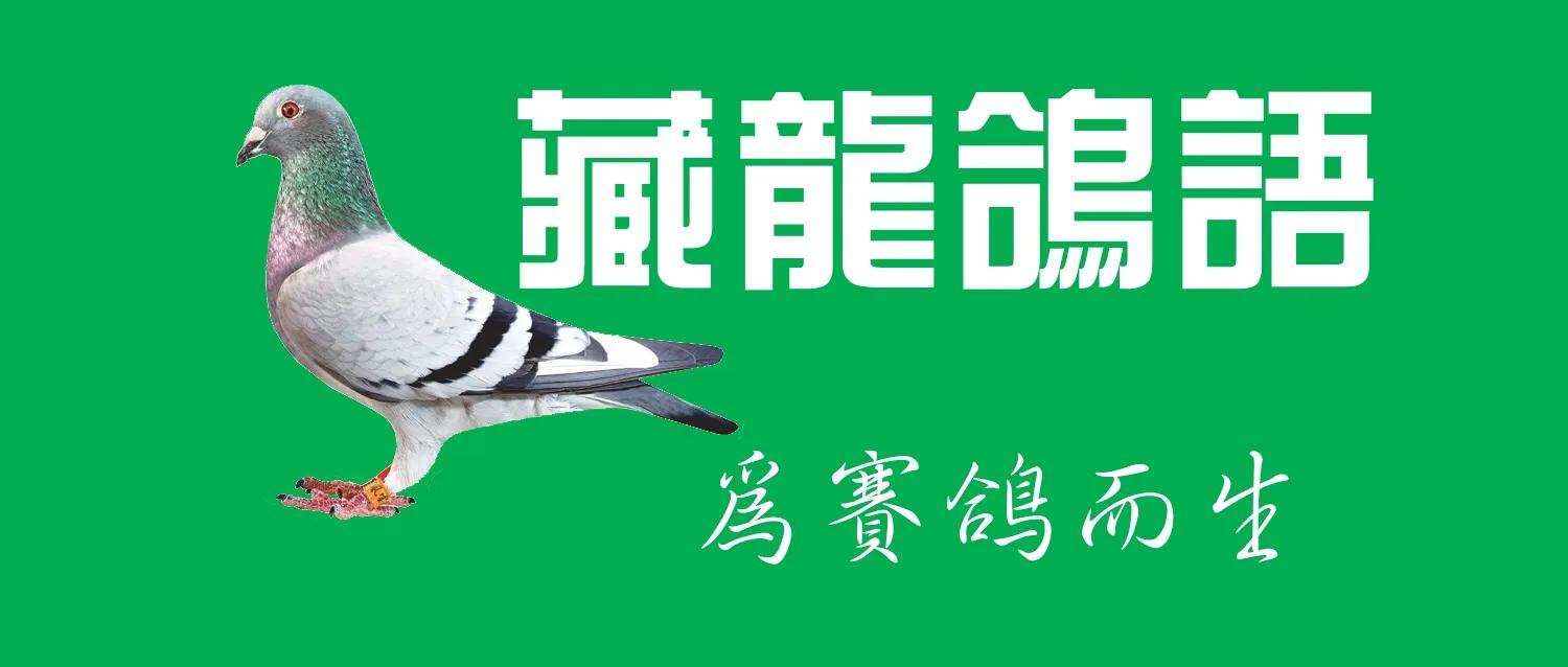 鸽子消化系统不行怎么弄,鸽子消化能力很强的原因