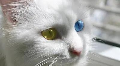 中华田园猫优点和缺点,中华田园猫有哪些品种