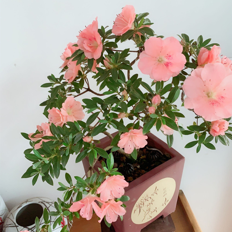 杜鹃花家养小方法,杜鹃花怎样养成活率高