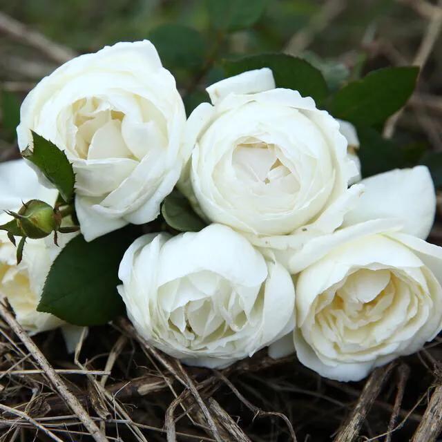 月季图鉴哪本书好,淘宝上最好养的月季品种