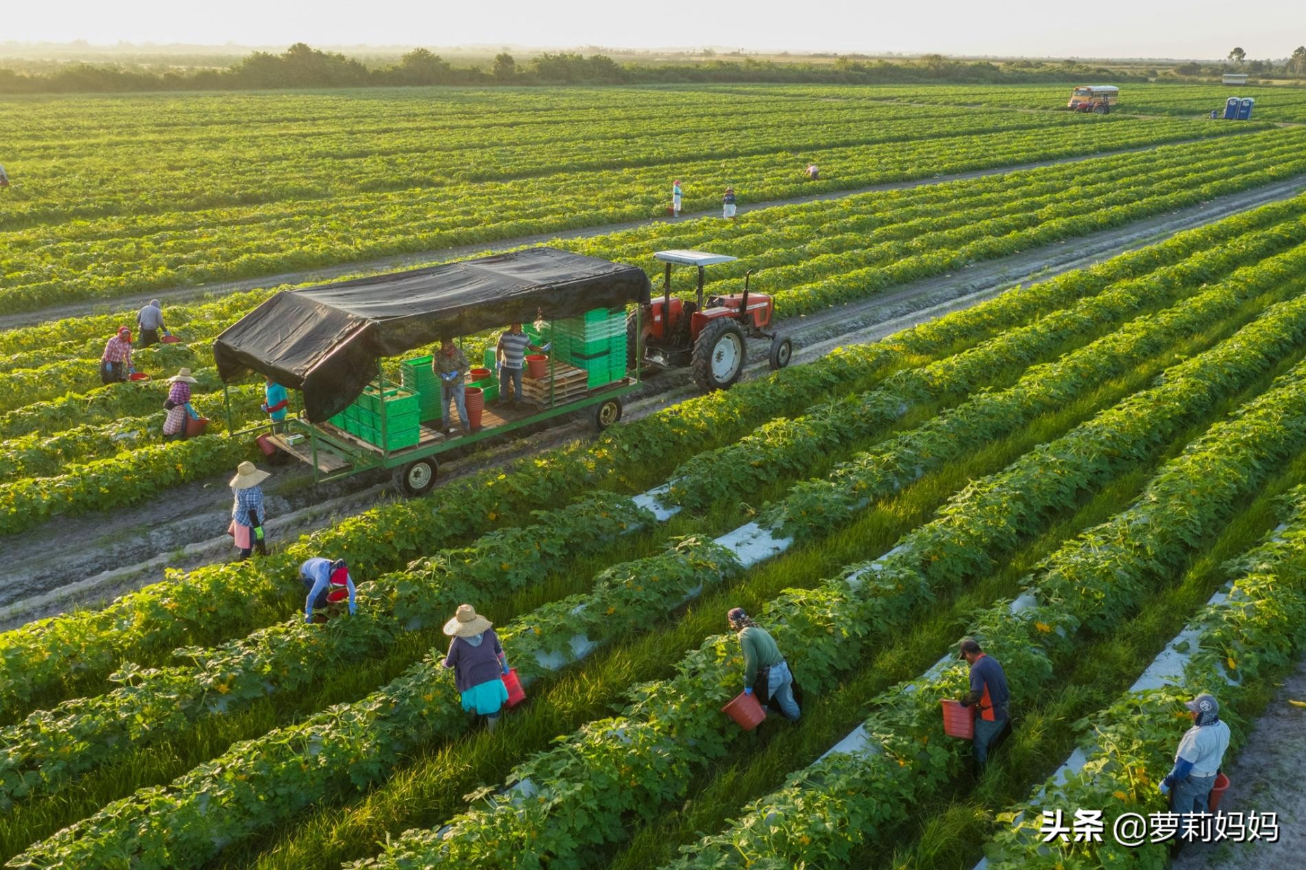 什么是有机食品为什么要叫有机,有机食品相比一般食品有哪些优势