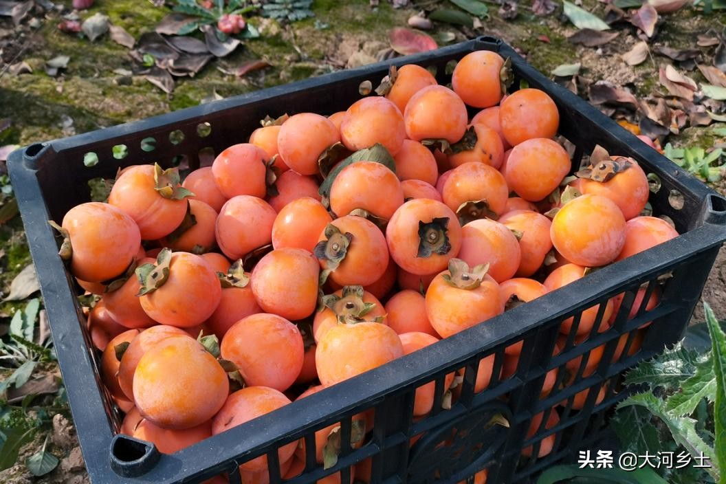 晋南的火葫芦柿子熟了，雇工摘一天可挣百元，但依然难以雇到