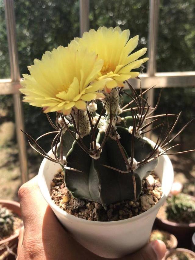 露养的仙人球怎么过冬,露养养多肉需要注意什么