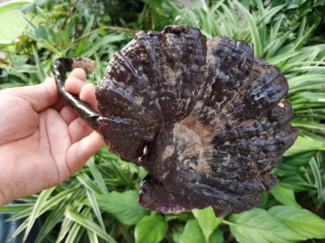 本草纲目里的灵芝,本草纲目中对灵芝的描述