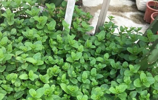 掐个薄荷叶，扔进花盆窜满盆，天天掐芽泡饮料，掐了一窝又一窝