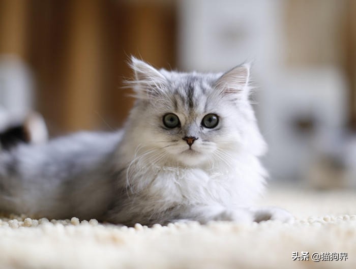 猫咪鼻子热是不是生病了,猫咪鼻子干是正常还是生病了