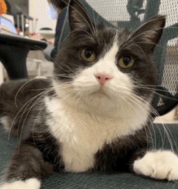 猫故事集,猫故事完整版