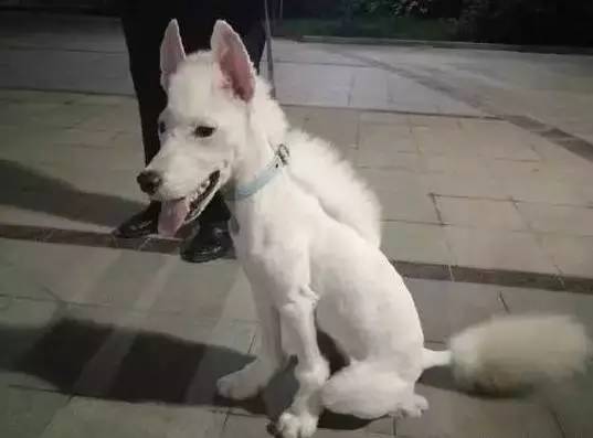 给萨摩耶犬剃毛,给萨摩耶剃毛怎么才能让它不动