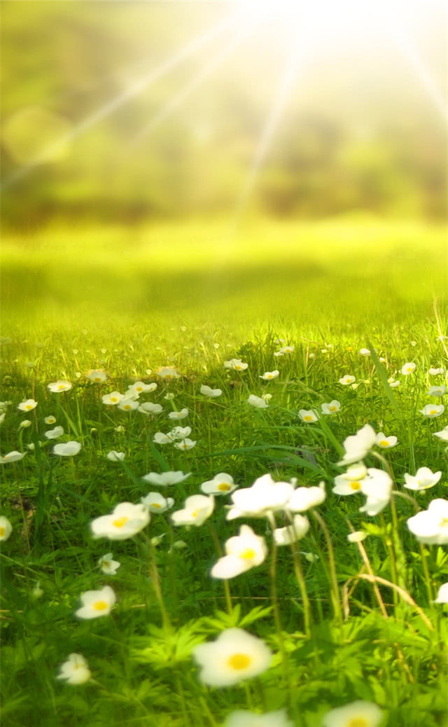 缓解眼睛疲劳动态图壁纸,好看的手机壁纸护眼高清图文