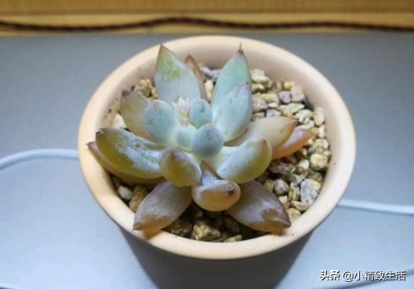 刚上盆的多肉晒太阳化水怎么处理,多肉化水原因及解决方法
