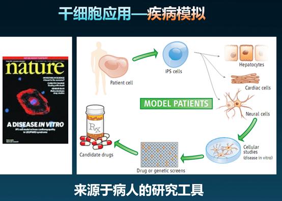 能抗衰的干细胞,干细胞抗衰的潜力