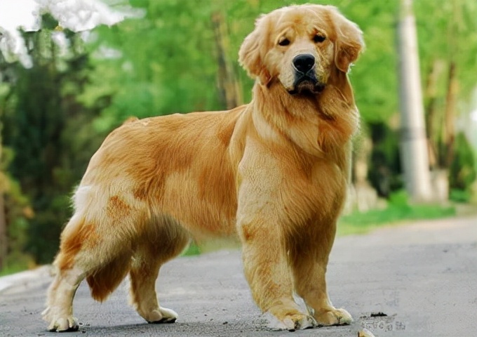 婢冲ぇ鍒╀簹鍚嶇姮,鍚嶇姮鎵撴枟瑙嗛