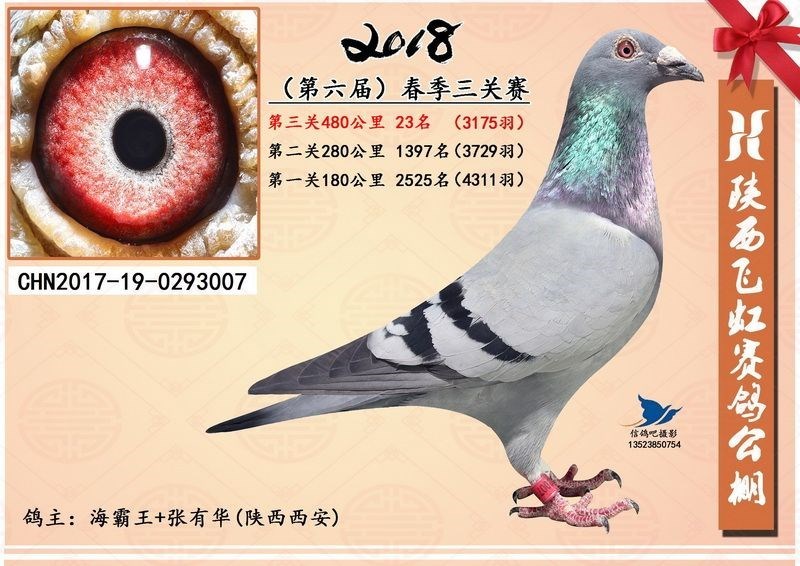 海霸王詹森纪录,冠霖公棚2017年获奖鸽欣赏