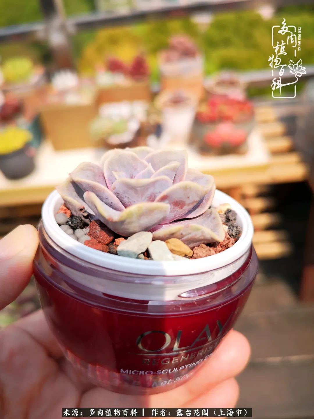 这6种多肉又粉又可爱萌翻少女心,粉粉萌萌的多肉有哪些