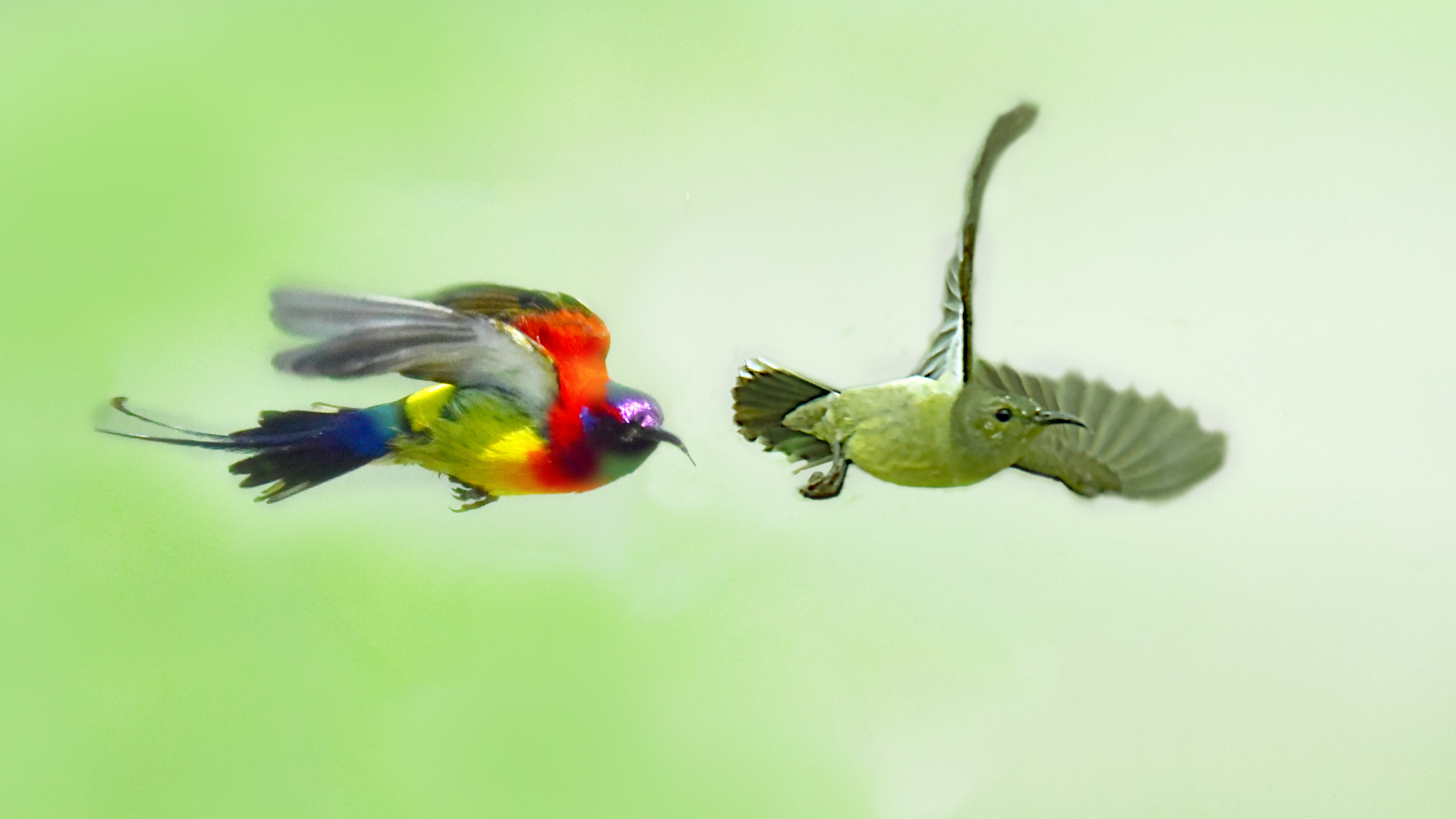 太阳鸟神鸟,太阳鸟金铂