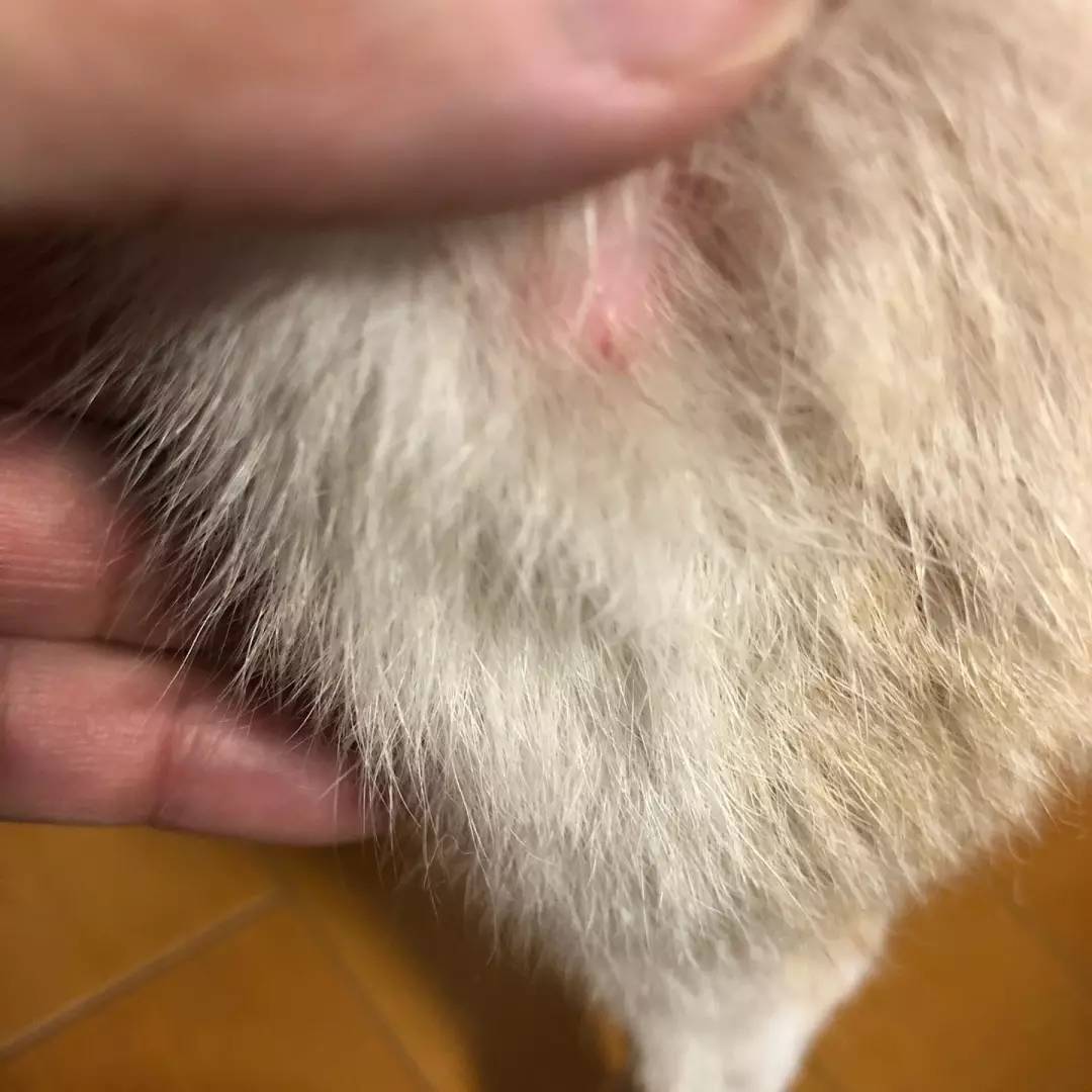 狗狗夏天怎么驱苍蝇,狗狗驱虫几次可以彻底消灭寄生虫