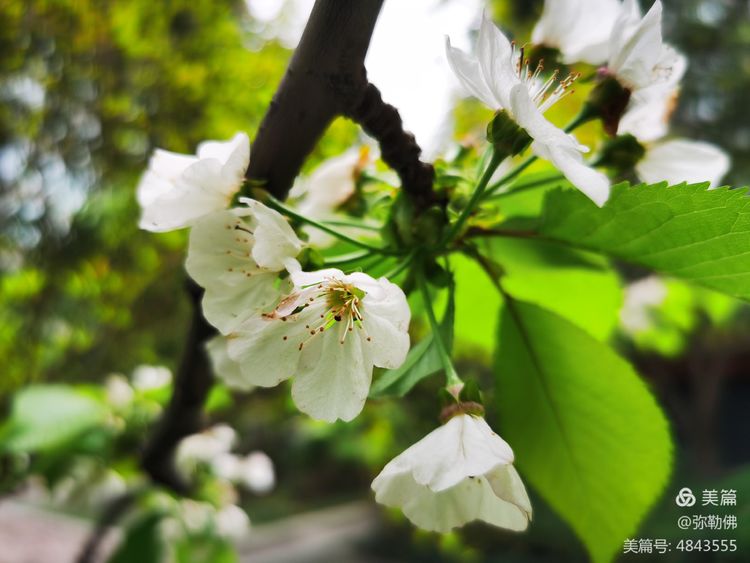 高新枫林华府住房,高新枫林华府小区评测