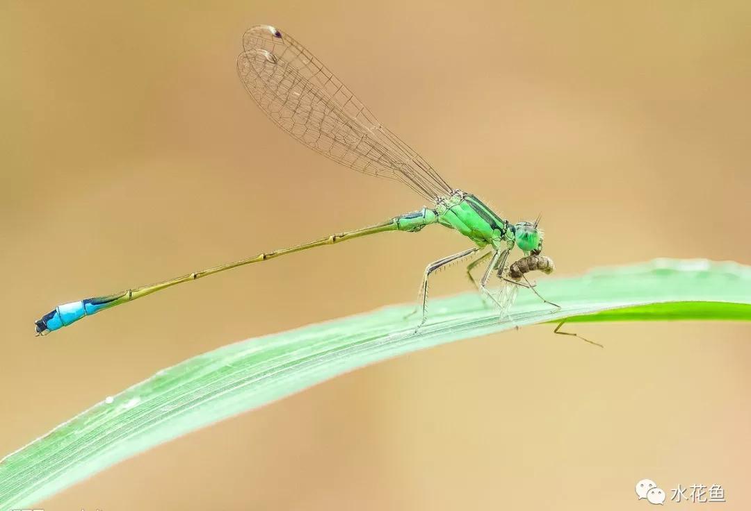 鱼苗消毒和病虫防治,水花鱼苗气泡病发病原因