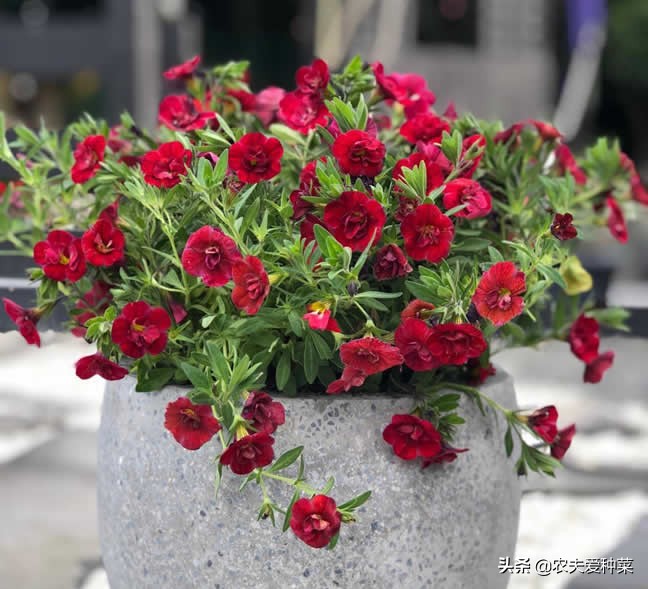 牵牛花小盆栽儿童种植,牵牛花适合室内养吗