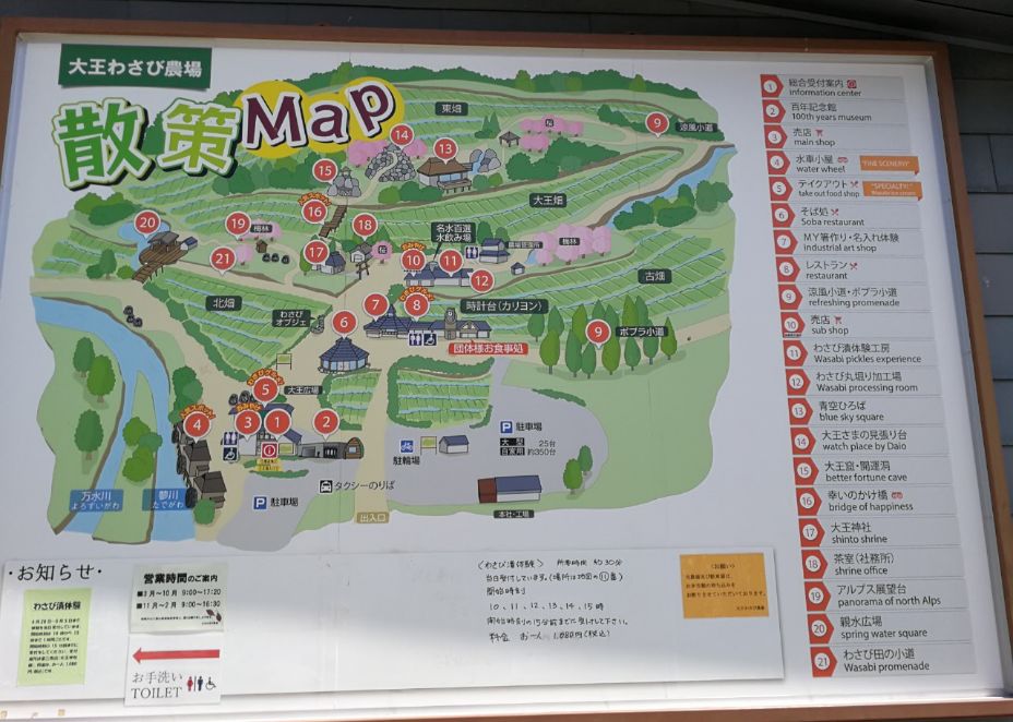 一周狼狈吃了两根山葵的人，终于去了安昙野大王山葵农场