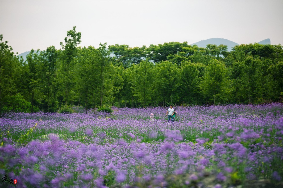 酉阳叠石花谷生命之源,酉阳叠石花谷景区4月份开花