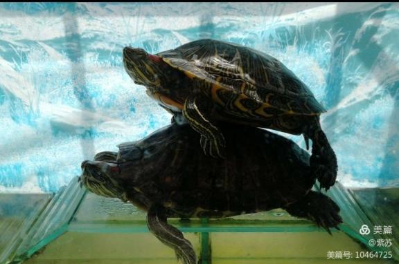 什么乌龟蜕壳,乌龟的退壳