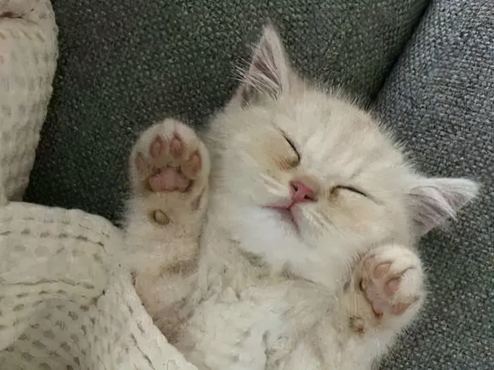 猫咪的爪垫干裂是怎么回事,猫咪的肉垫子怎么才算干裂