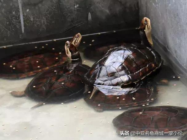 中国养殖市场,中国养殖的发展及现状