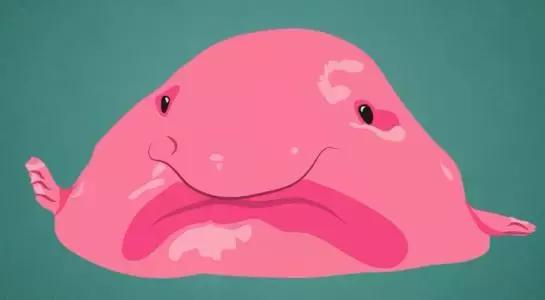 认识鲨鱼斑马恐龙等10种动物,六角恐龙海底生物