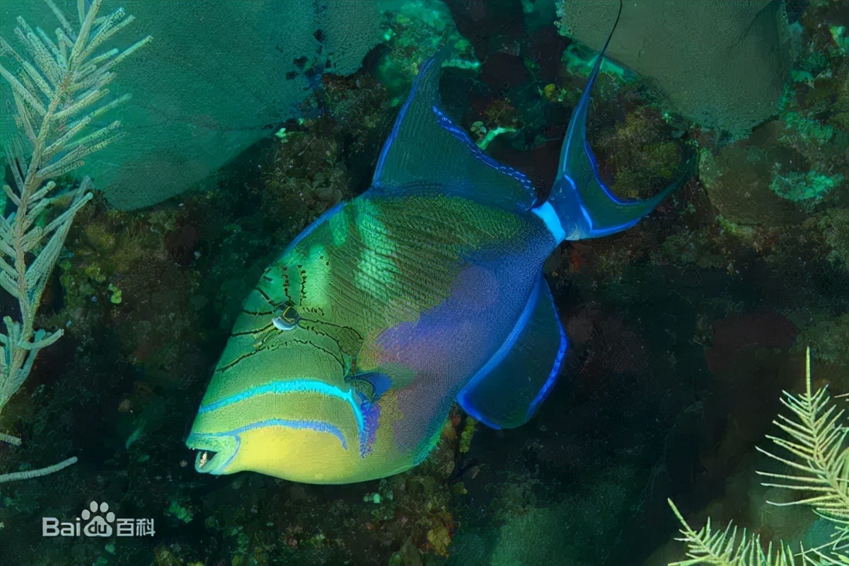 炮弹鱼长的像谁,大体型炮弹鱼