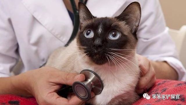 猫咪尿结石不治疗会死吗,猫咪尿结石导致肾衰竭