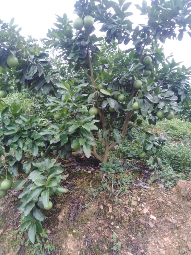 温州蜜柑什么时间施壮果肥,白糖罂荔枝什么时候施壮果肥