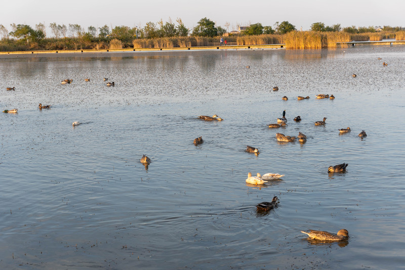 森林麋鹿公园,森林麋鹿