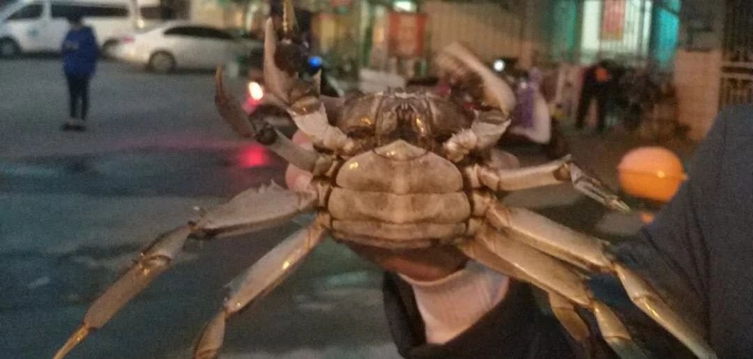 河蟹养殖前景和问题,河蟹养殖前景和现状