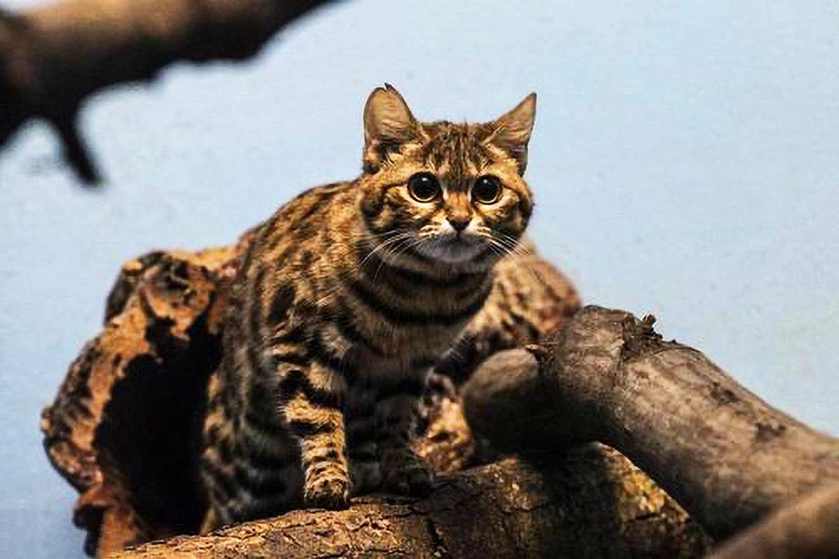 非洲最小的猫,猫科捕猎效率最高的“杀戮机器”,被全世界禁养